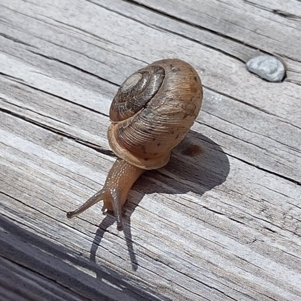 Meet your Posher, moon_beetle